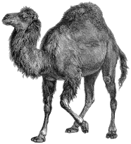 Perl Logo